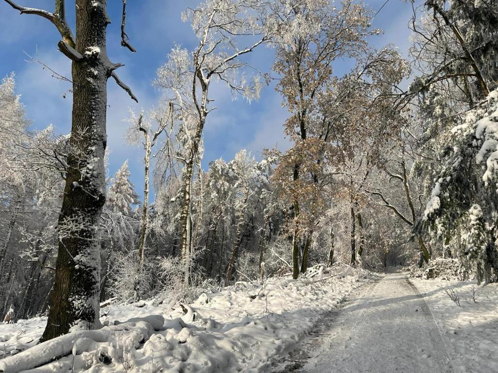Haus Astenblick In Winterberg Fuer Bis Zu 35 Personen Fuer Wanderveranstaltungen Und Familienfeiern Экстерьер фото