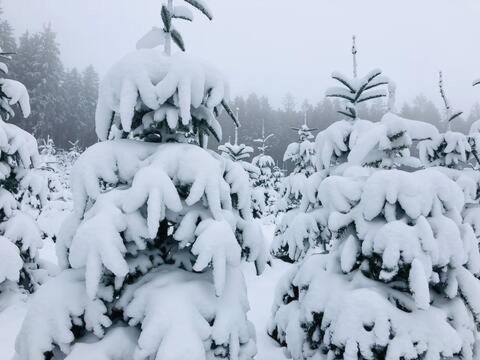 Haus Astenblick In Winterberg Fuer Bis Zu 35 Personen Fuer Wanderveranstaltungen Und Familienfeiern Экстерьер фото
